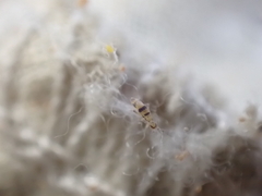 Entomobrya triangularis