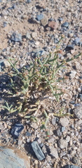 Anabasis brevifolia