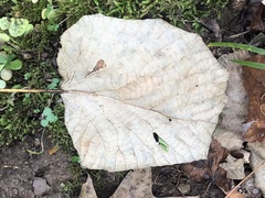 Tilia americana heterophylla