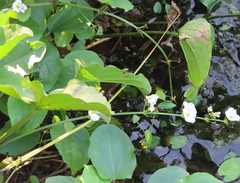 Echinodorus cordifolius