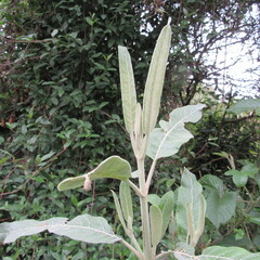 Ageratina asclepiadea