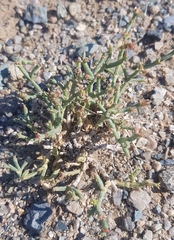 Anabasis brevifolia