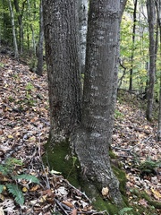 Tilia americana heterophylla