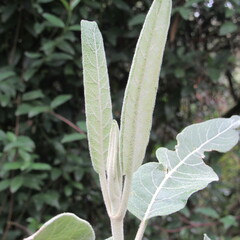 Ageratina asclepiadea