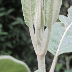 Ageratina asclepiadea