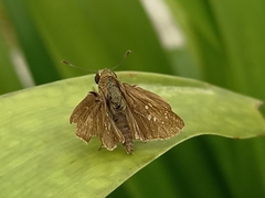 Pelopidas mathias