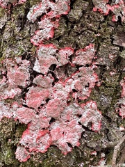 Herpothallon rubrocinctum