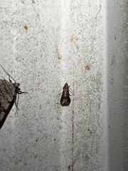 Eulogia ochrifrontella