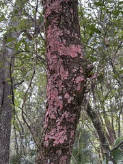 Herpothallon rubrocinctum