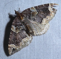 Eulithis xylina