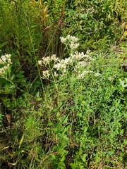 Eupatorium pubescens