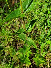 Eupatorium pubescens