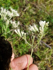 Eupatorium pubescens