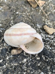 Satsuma