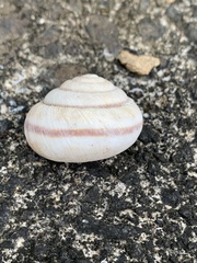 Satsuma
