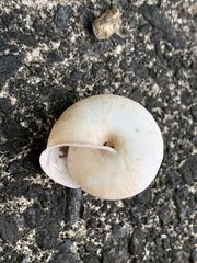 Satsuma