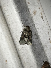 Lacinipolia explicata