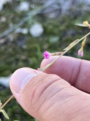 Cyphomeris gypsophiloides