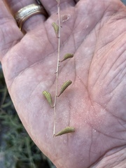 Cyphomeris gypsophiloides
