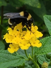 Bombus medius