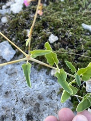 Cyphomeris gypsophiloides