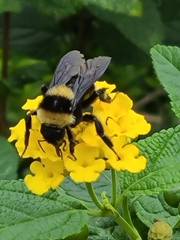 Bombus medius