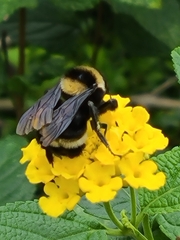 Bombus medius