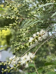 Melaleuca linariifolia