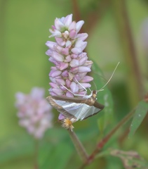 Diaphania hyalinata