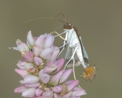 Diaphania hyalinata