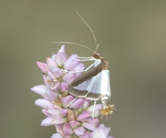 Diaphania hyalinata