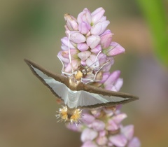 Diaphania hyalinata