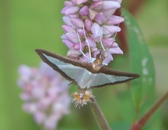 Diaphania hyalinata