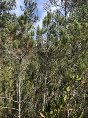 Pinus contorta bolanderi