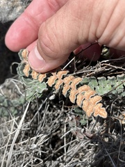 Astrolepis cochisensis