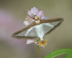 Diaphania hyalinata