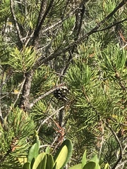 Pinus contorta bolanderi