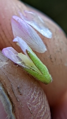 Epilobium glandulosum
