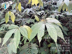 Elatostema lineolatum