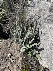 Astrolepis cochisensis