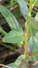 Epilobium glandulosum