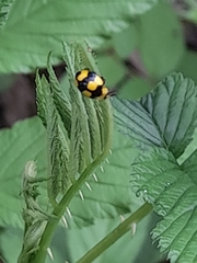 Illeis galbula