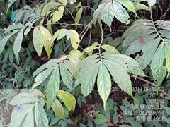 Elatostema lineolatum