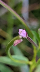 Epilobium glandulosum