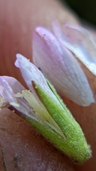 Epilobium glandulosum