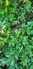 Vaccinium myrtilloides