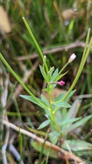 Epilobium glandulosum