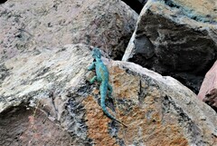 Sceloporus torquatus