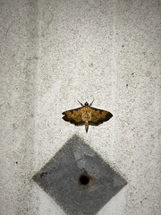 Ategumia ebulealis