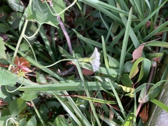 Convolvulus crenatifolius